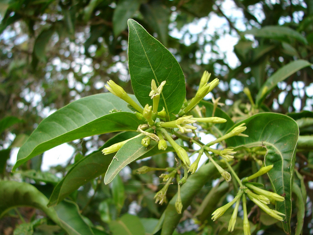 green cestrum